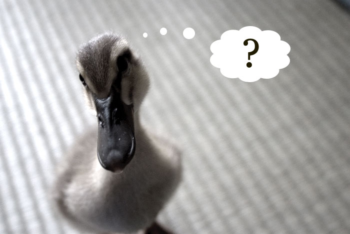 a questioning duck