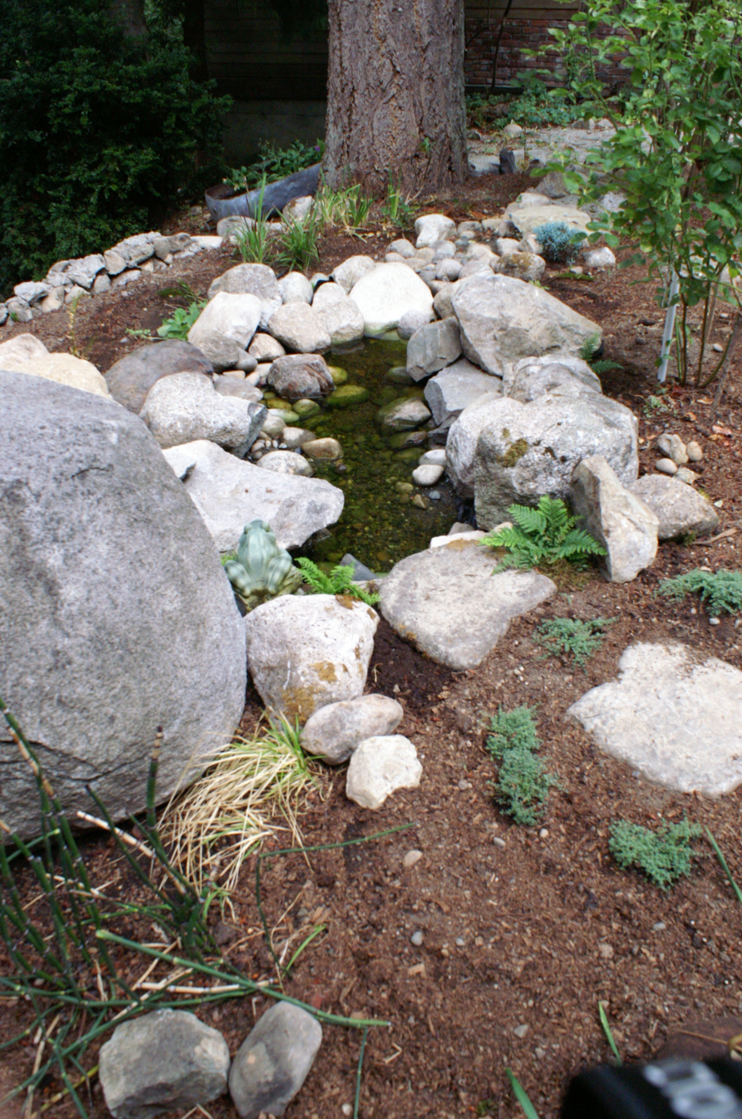green pool eventual overgrowth of veg should cure the green