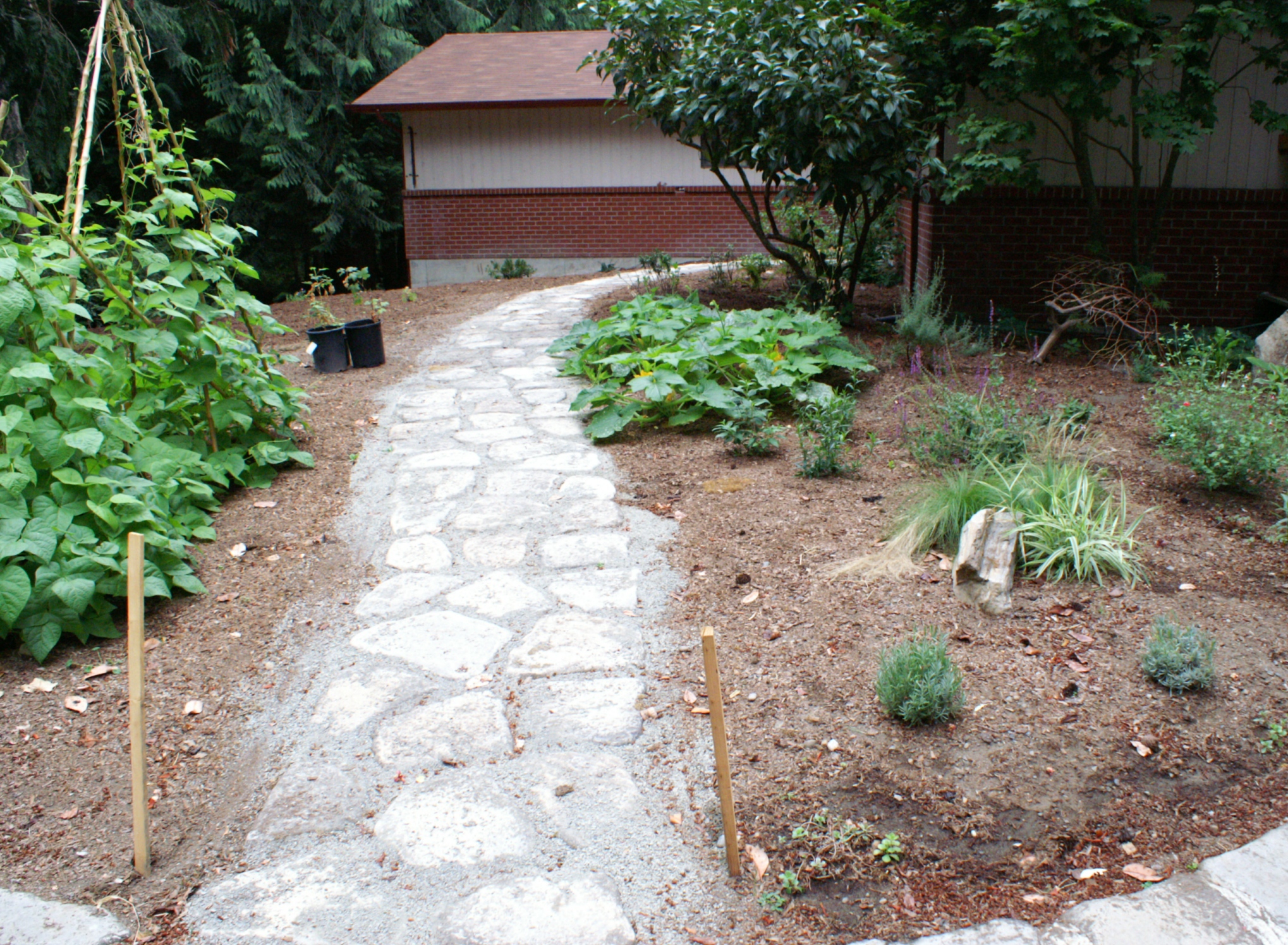 yard-as-veggie garden beans to the left squash to the right