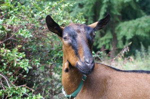 Chloe Chloe - registered Oberhasli doe