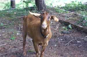 Daisy Daisy - Oberhasli/Boer doe