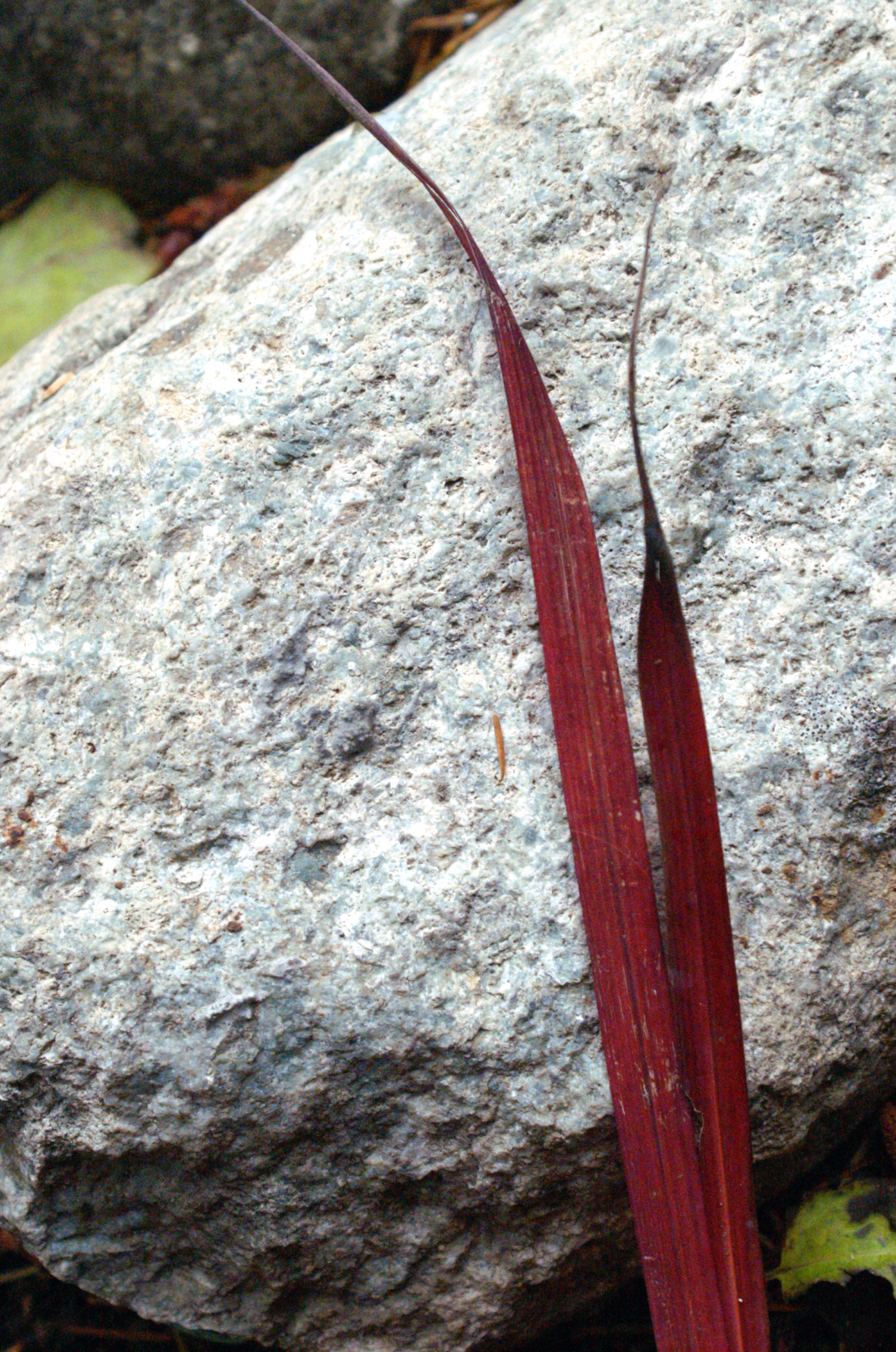 Japanese blood grass