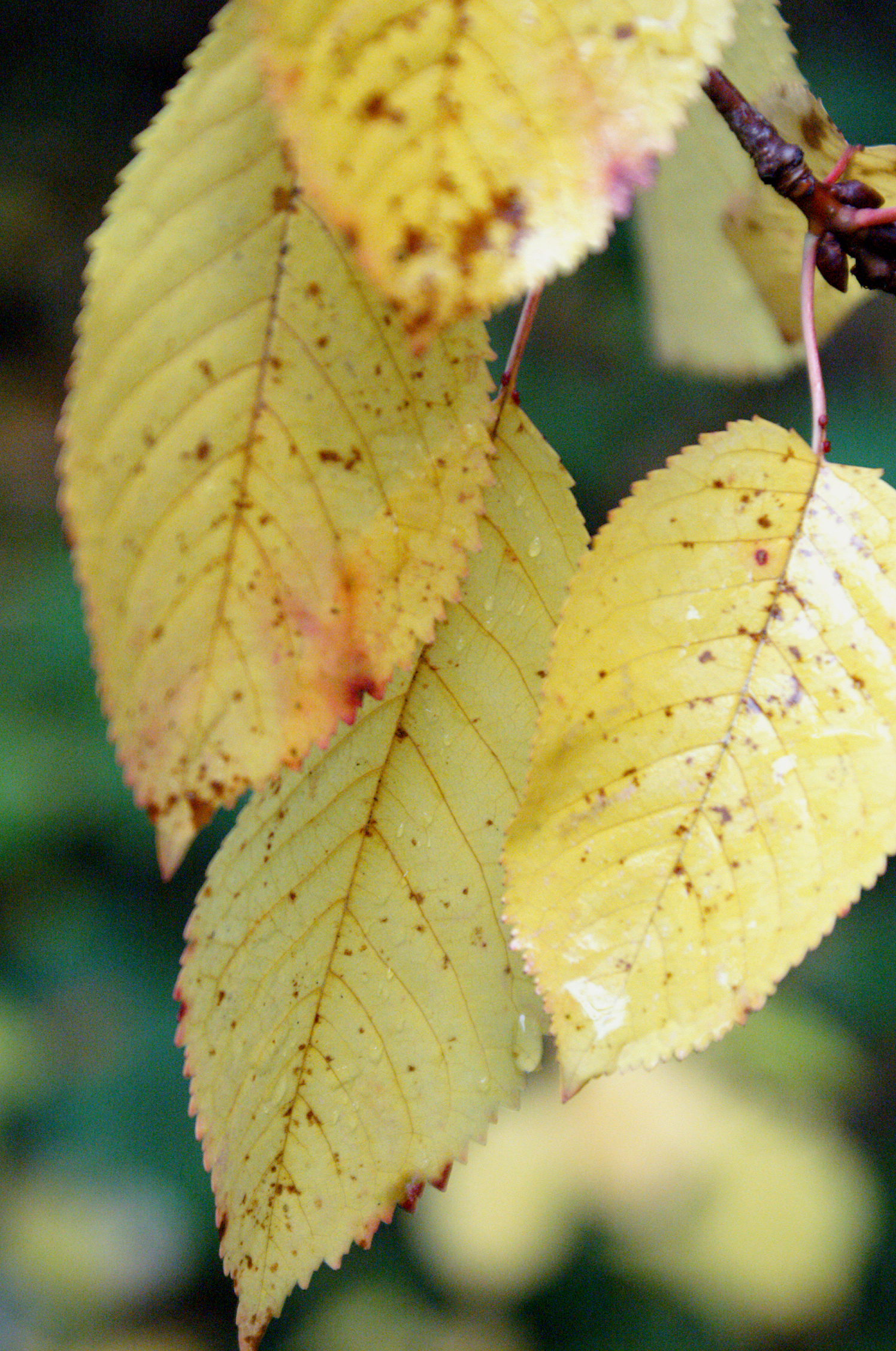 cherry leaves cherry leaves