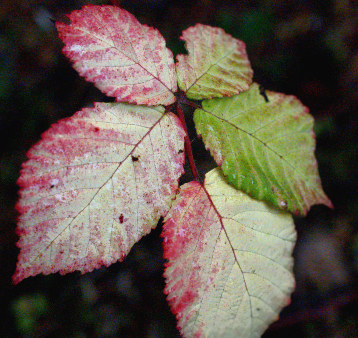himalayan blackberry himalayan blackberry