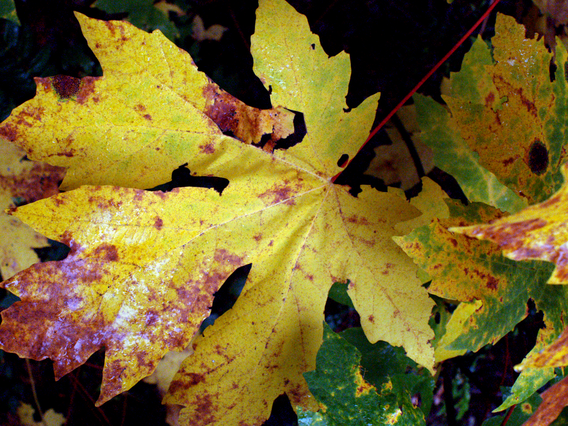 maple leaf maple leaf