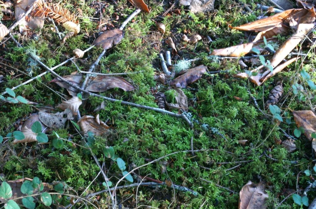 moss ground cover moss ground cover