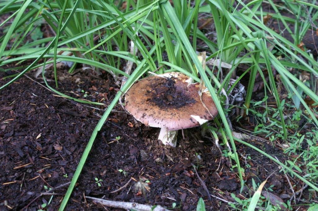 mushroom mushroom