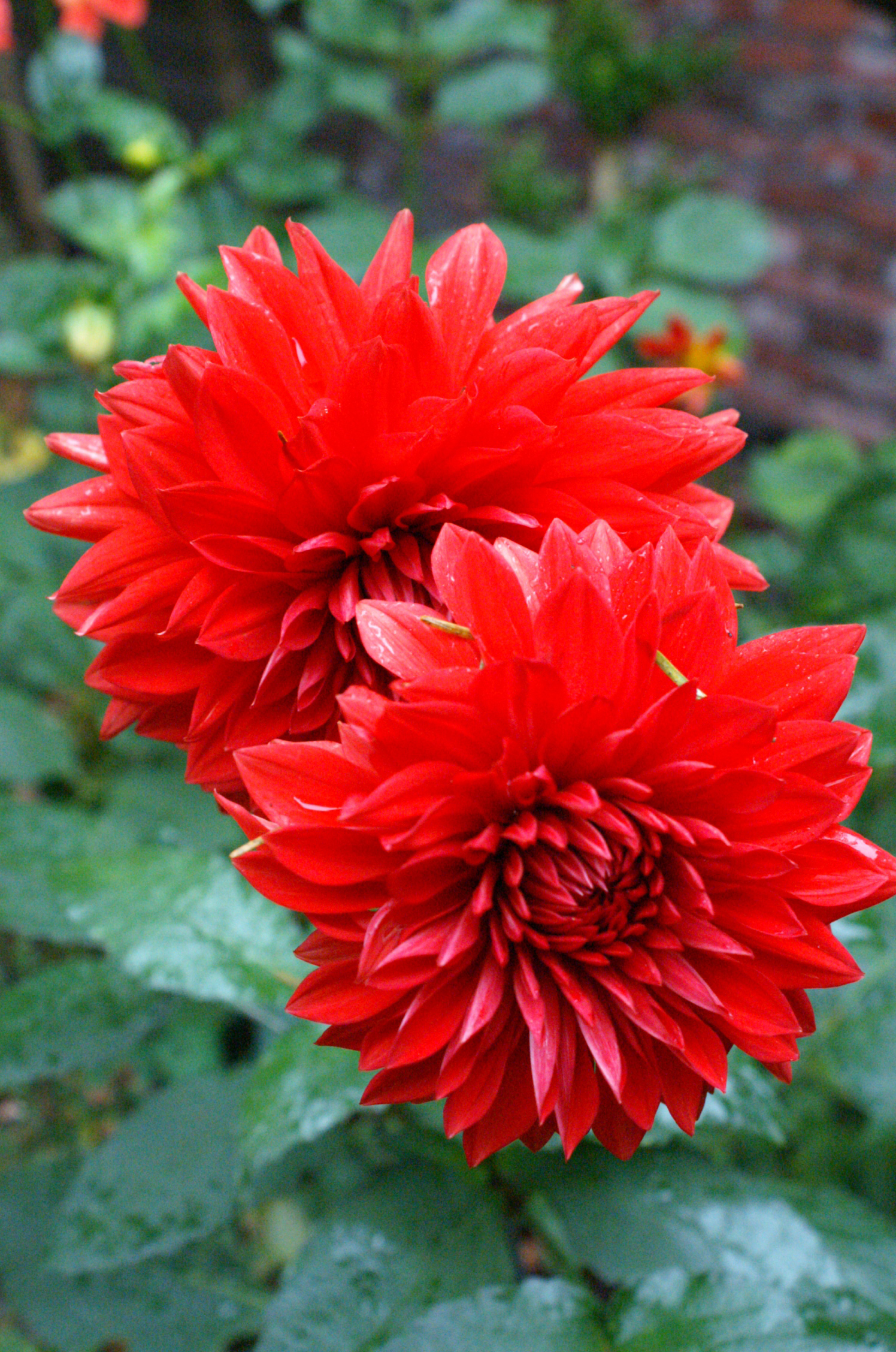 Summer Wedding Red Dahlia Wedding Flowers By Season