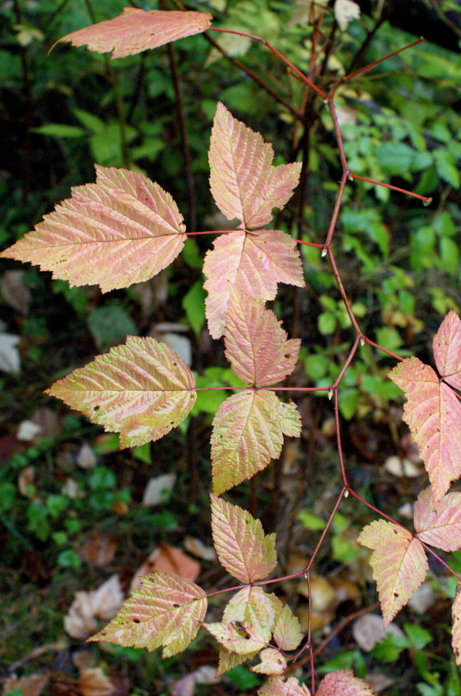 salmonberry Salmonberry