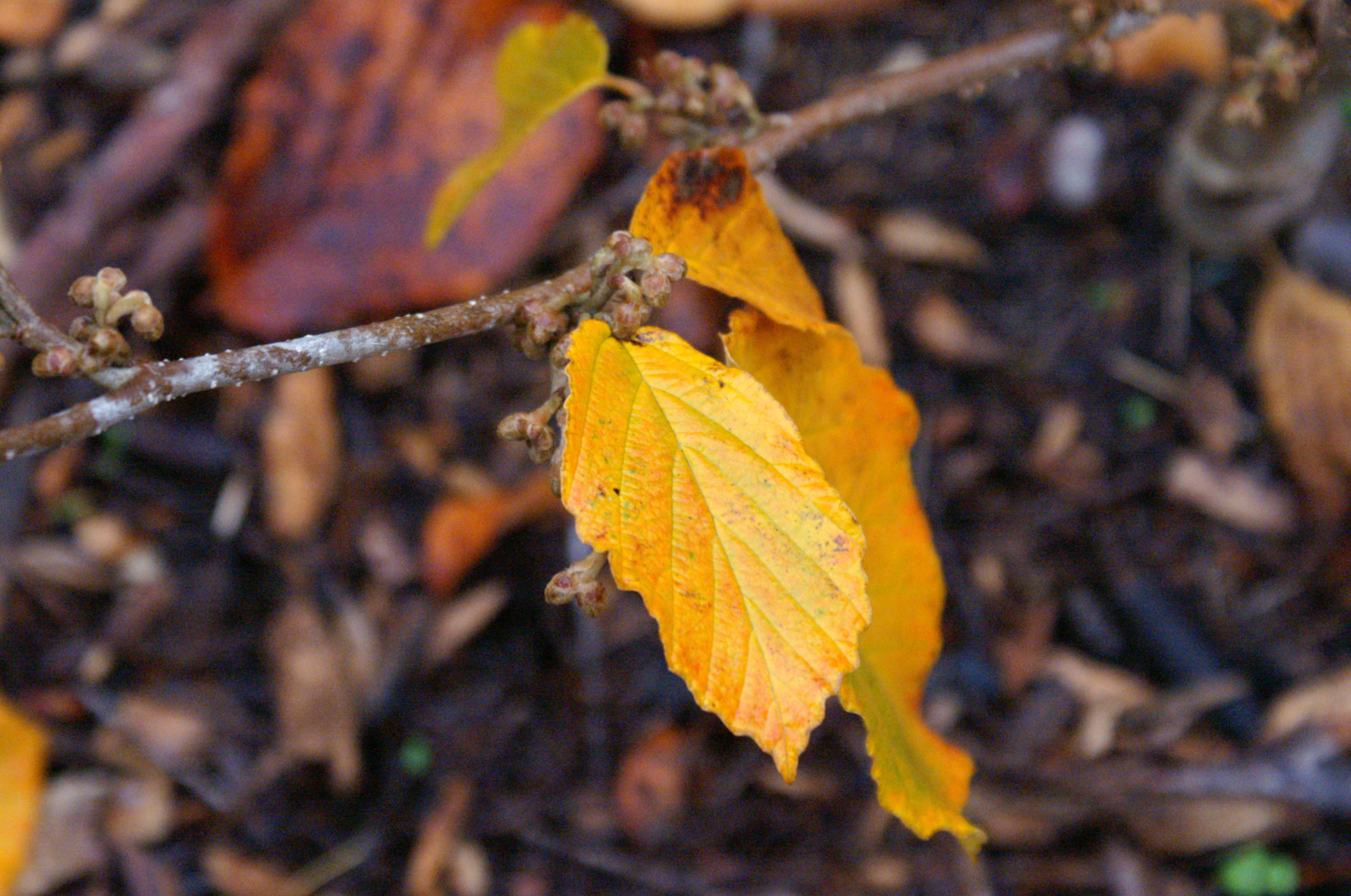 witch hazel witch hazel
