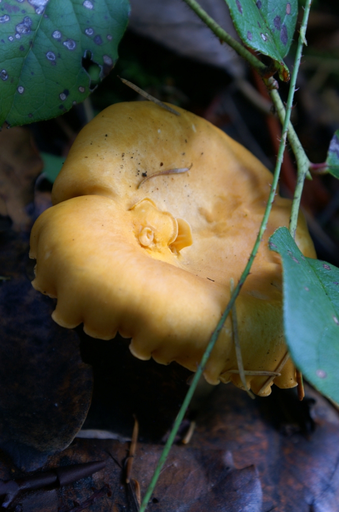 orange yellow shroom