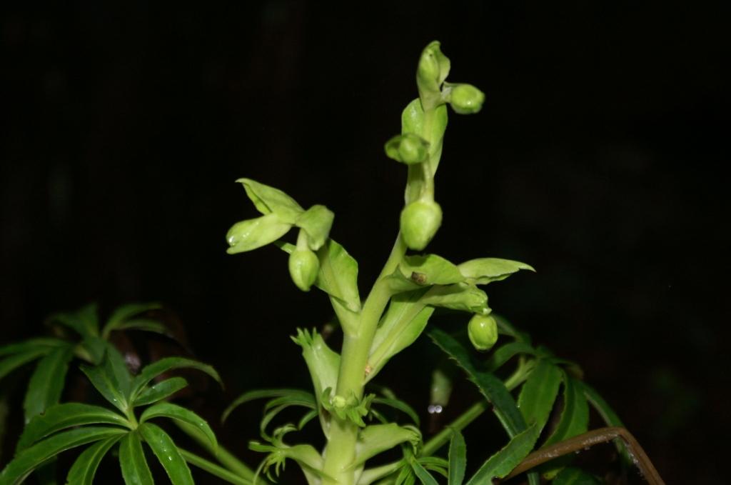 Helleborus foetidus