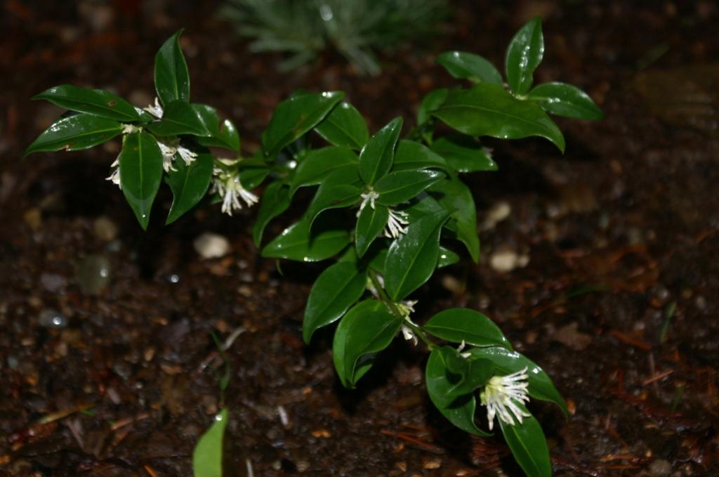 Sarcoccoca confusa