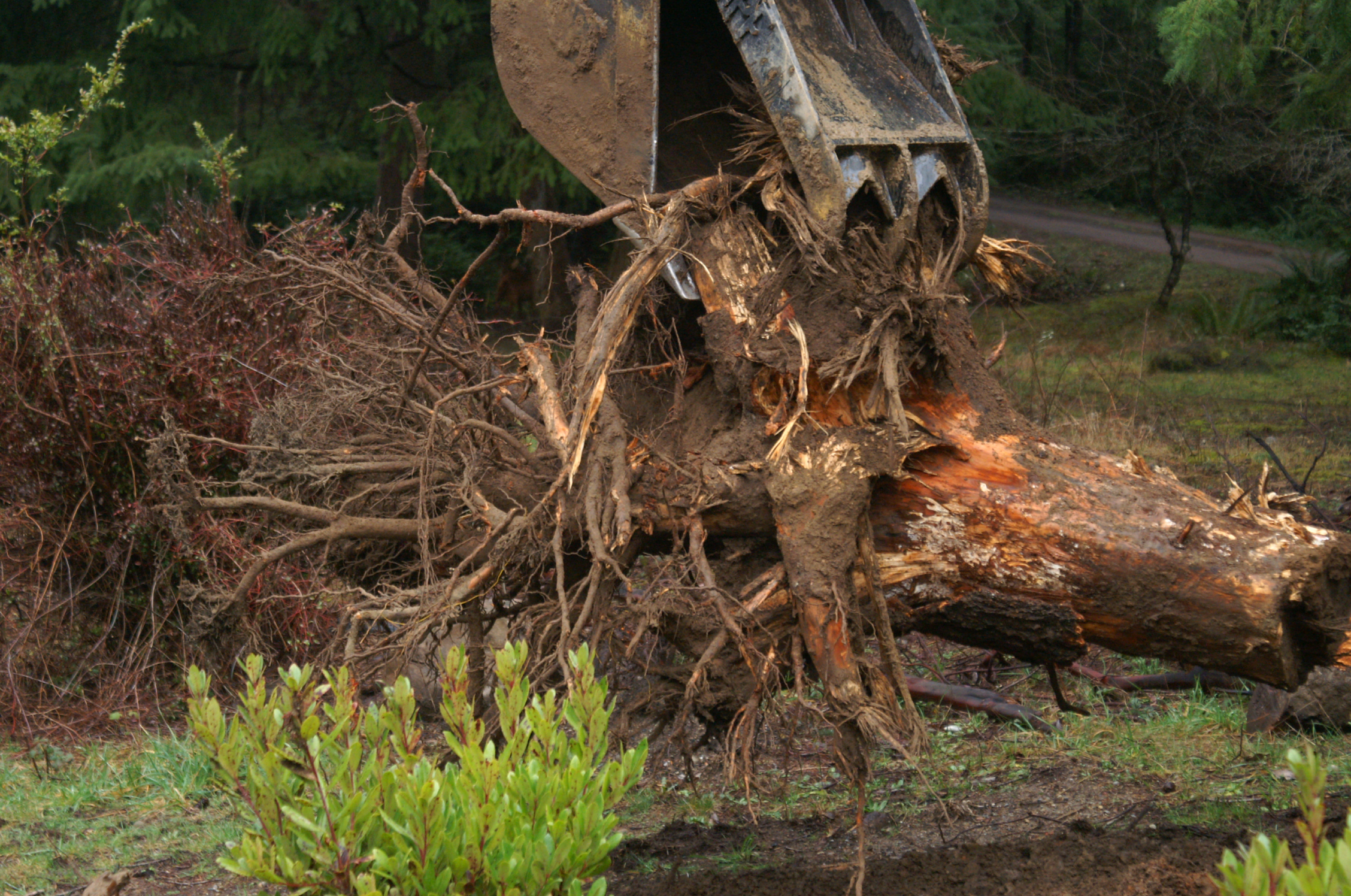 Douglas fir root mass Douglas fir root mass