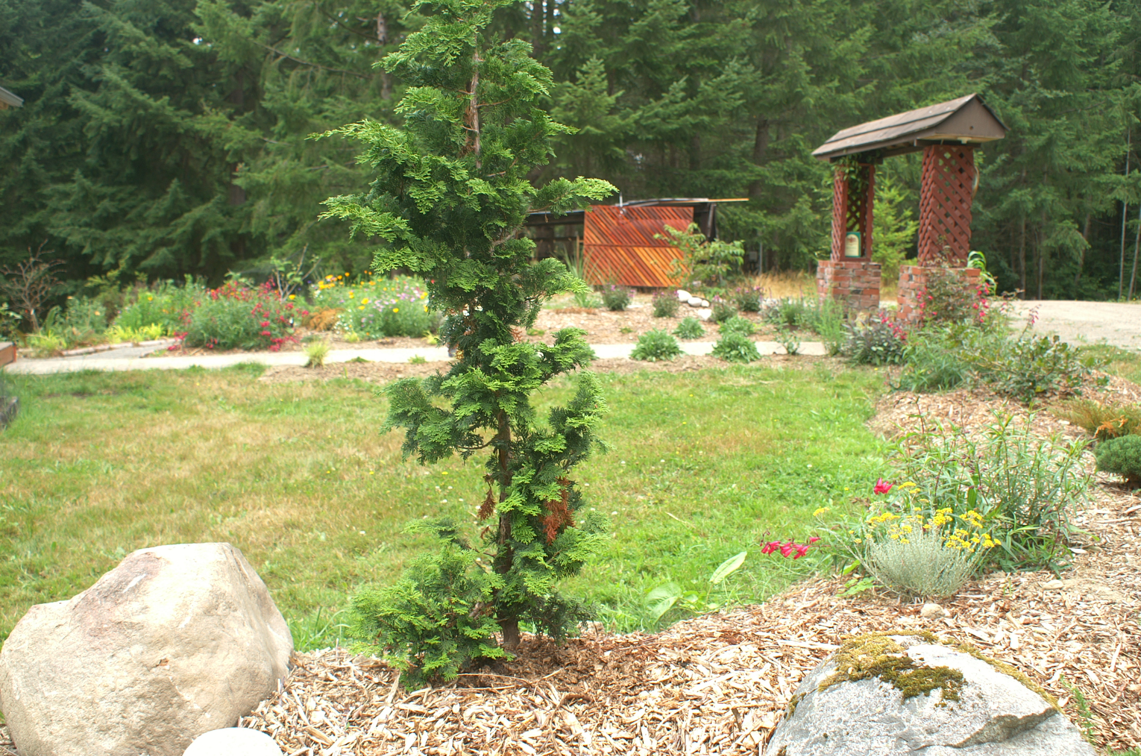 hinoki cypress in shrub border hinoki cypress in shrub border