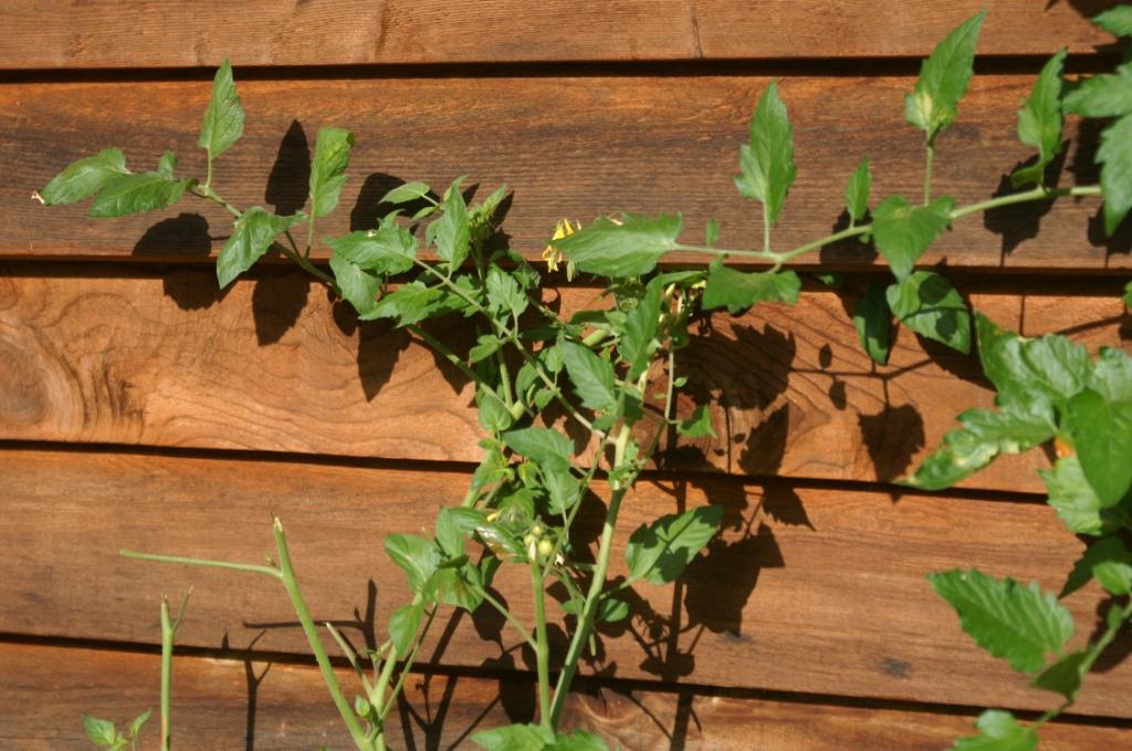 Tomato plant browsed by deer Tomato plant browsed by deer