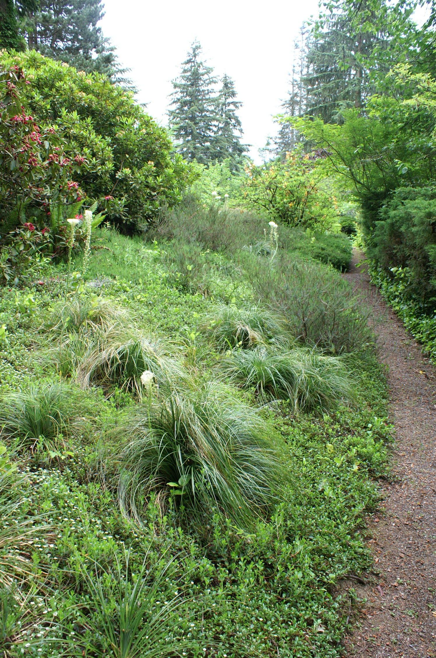 Chase - bear grass and berry Chase - bear grass and berry