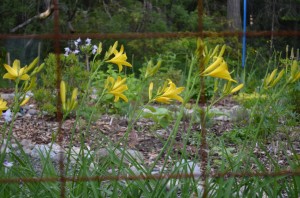 UpperGarden1
