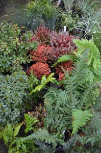 Vibrant plants (2)