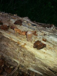 Placing a mushroom plug into the log....