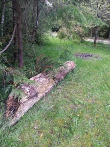 One of the logs for mushroom cultivation.