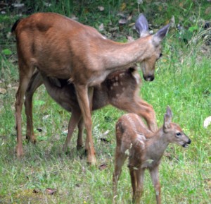Deer with fawns