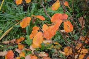 Hamamelis x intermedia glows a deep orange.