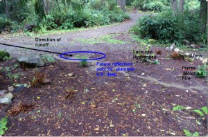 Woodland Rain Garden