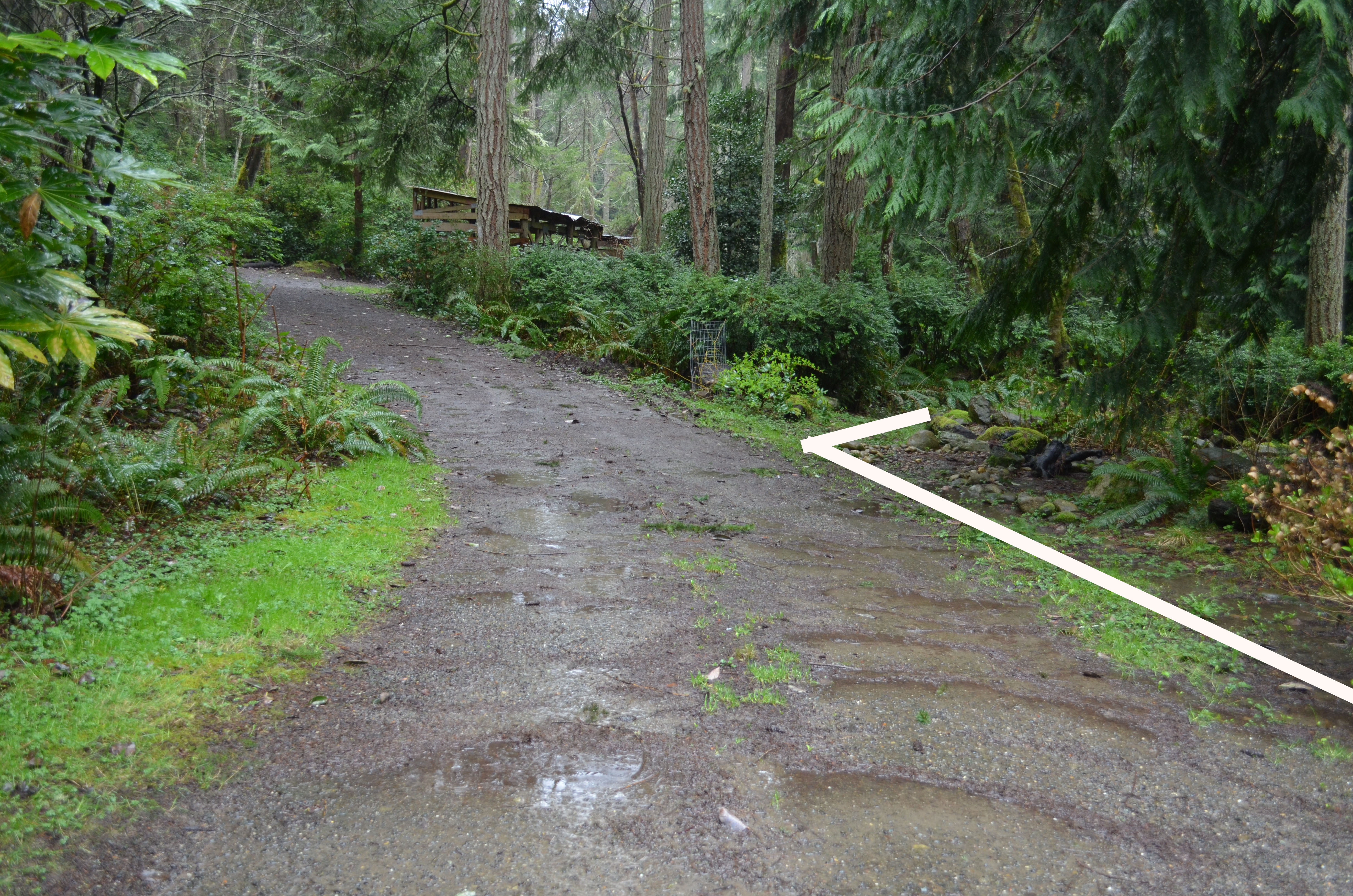 solving driveway runoff my own personal jungle solving driveway runoff my own personal jungle