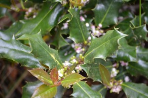 Blue holly