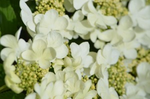 Dble file Viburnum