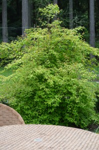 Weigela