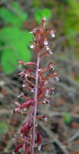Corallorhiza maculata