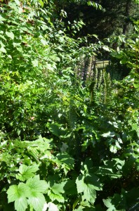 My own personal jungle: five years later, dogwood, tall Oregon grape, and bear's breeches (Acanthus mollis) form an impenetrable mass of foilage by the barn where there was once a ragged hole. I hope that my forest garden plantings can be as successful.