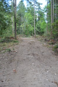 Coral root habitat - after
