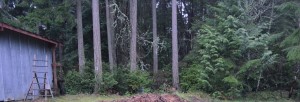 grove before
