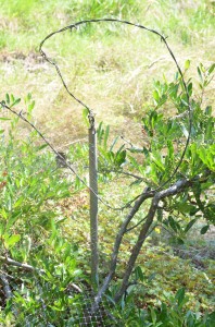 Deer Deterence: Pipe and barbed wire