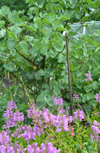 Rebar and barbed wire protecting a previously damaged Western redbud (Cercocarpis canadensis).