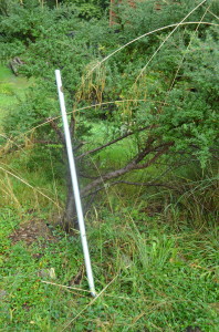 metal pipe protecting Ceonothus 'Dark Star' which lost a large limb to antler damage last fall.