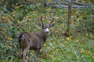 Visit last fall from a 4-point buck