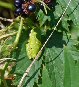 Standard green frog on blackberry leaf
