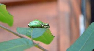 Frog high on a leaf on a very warm day, legs tucked to conserve moisture