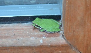 Frog on windowsil