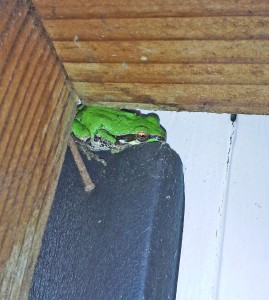 Sir Splat on the top of the outside basement door