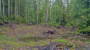 Recently logged area (May 2014) seeded with native bunch grasses.