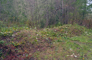 An area by the lake cleared of Himalayan blackberry.