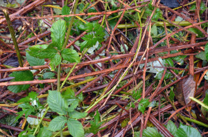 Blackberry thickets effectively block other species from thriving.