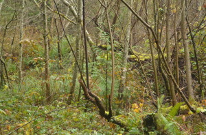 Abundant sword fern and sedges above the lake dam