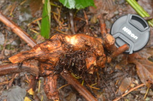 A blackberry tuber. These give the plant energy to regrow after cutting.