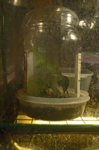 A propagation chamber made from tupperware and a plastic nut container.